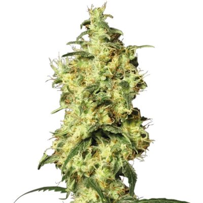 Semillas de White Widow Autoflorecientes de White Label