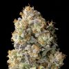 Semillas Feminizadas Acai Mintz de Advanced Seeds