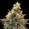Semillas Feminizadas Auto Animal Zookies de Advanced Seeds
