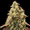 Semillas Feminizadas Auto Rainbow Sherbet#11 de Advanced Seeds