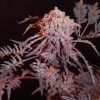 Semillas Feminizadas Frosty’s Purple Freak de Ace Seeds