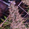 Semillas Feminizadas Golden Tiger 3ª versión Thai Dominante de Ace Seeds