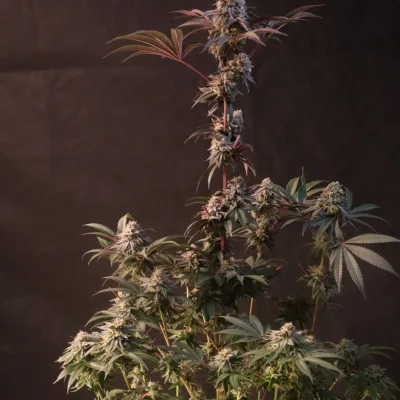 Flores CBD Lemon Cherry Runtz de FastBuds 42