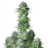 Semillas Feminizadas Kosher Cake Auto de FastBuds 42