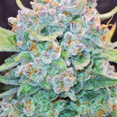 Semillas Feminizadas Papaya Cookies de FastBuds 42