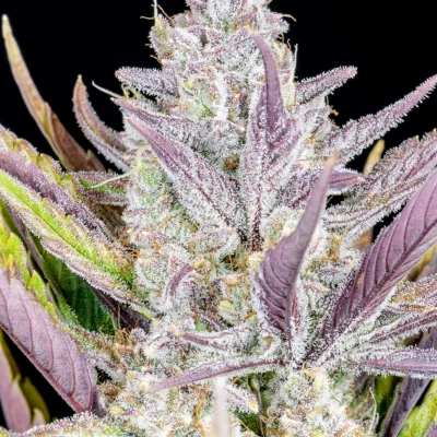 Semillas Feminizadas Wedding Glue Auto de FastBuds 42