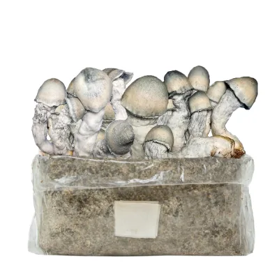 Kit de cultivo Bolsa Easy Grow 2 lt. Riple Rilla