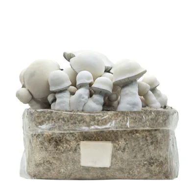 Kit de cultivo Bolsa Easy Grow 2 lt. Tidal Wabe Ape