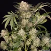 Semillas Feminizadas AK Strain de Barney’s Farm
