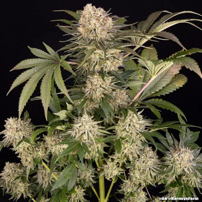Semillas Feminizadas AK Strain de Barney’s Farm
