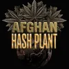 Semillas Feminizadas Afghan Hash Plant Auto Strain de Barney’s Farm