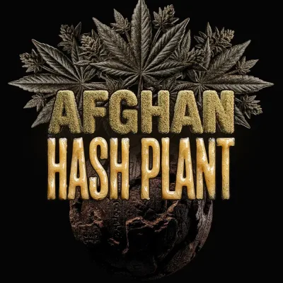 Semillas Feminizadas Afghan Hash Plant Auto Strain de Barney’s Farm
