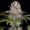 Semillas Feminizadas Amnesia Haze Strain de Barney’s Farm