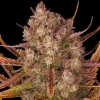 Semillas Feminizadas Dos Si Dos Auto Strain de Barney’s Farm