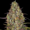 Semillas Feminizadas Glue Gelato Auto Strain de Barney’s Farm