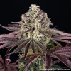 Semillas Feminizadas GrandDaddy Purple Strain de Barney’s Farm