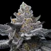 Semillas Feminizadas LFG Strain de Barney’s Farm