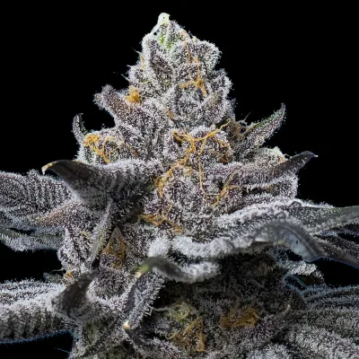 Semillas Feminizadas LFG Strain de Barney’s Farm