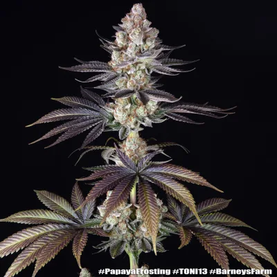 Semillas Feminizadas Papaya Frosting Strain de Barney’s Farm