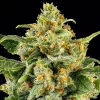 Semillas Feminizadas Skunk #1 Strain de Barney’s Farm