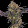 Semillas Feminizadas Tropicana Cherry Strain de Barney’s Farm