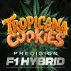 Semillas Feminizadas Tropicana Cookies Auto Strain de Barney’s Farm