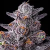 Semillas Feminizadas Zillions Strain de Barney’s Farm