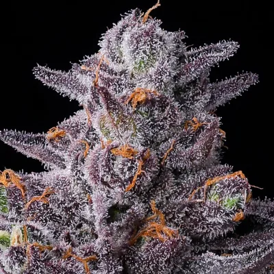 Semillas Feminizadas Zillions Strain de Barney’s Farm