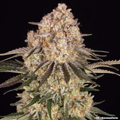 Semillas Feminizadas AK Strain de Barney’s Farm