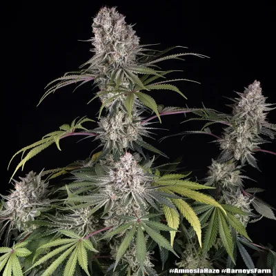 Semillas Feminizadas Amnesia Haze Strain de Barney’s Farm