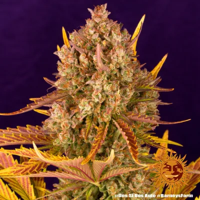 Semillas Feminizadas Dos Si Dos Auto Strain de Barney’s Farm