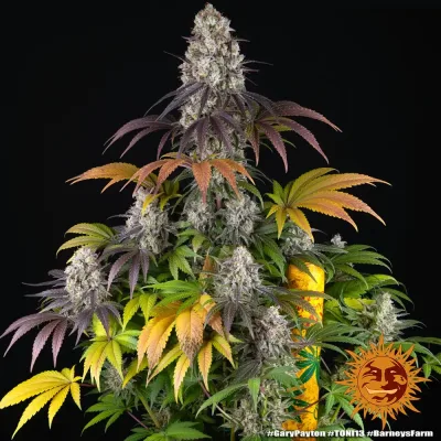 Semillas Feminizadas Gary Payton Strain de Barney’s Farm