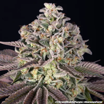 Semillas Feminizadas GrandDaddy Purple Strain de Barney’s Farm