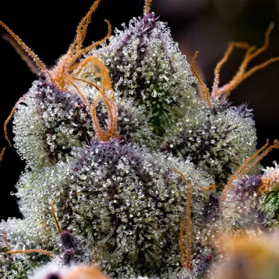 Semillas Feminizadas LFG Strain de Barney’s Farm