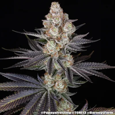 Semillas Feminizadas Papaya Frosting Strain de Barney’s Farm