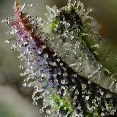 Semillas Feminizadas Skunk #1 Strain de Barney’s Farm