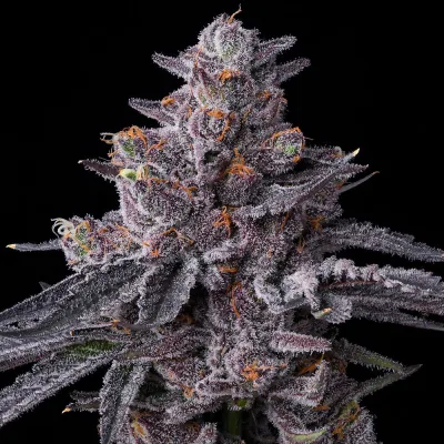 Semillas Feminizadas Zillions Strain de Barney’s Farm