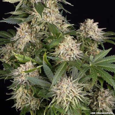 Semillas Feminizadas AK Strain de Barney’s Farm