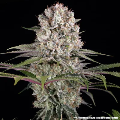 Semillas Feminizadas Amnesia Haze Strain de Barney’s Farm