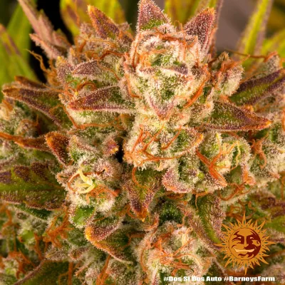 Semillas Feminizadas Dos Si Dos Auto Strain de Barney’s Farm