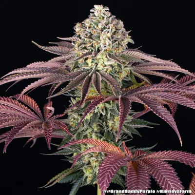 Semillas Feminizadas GrandDaddy Purple Strain de Barney’s Farm