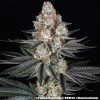 Semillas Feminizadas Papaya Frosting Strain de Barney’s Farm