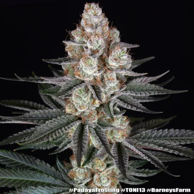 Semillas Feminizadas Papaya Frosting Strain de Barney’s Farm