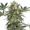 Semillas Acai Bacio Feminizadas de White Label