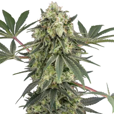 Semillas Acai Bacio Feminizadas de White Label