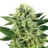 Semillas Northern Lights Feminizadas de White Label
