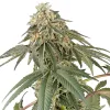 Semillas Papaya Roll Feminizadas de White Label